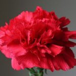 Thumbnail of related posts 013