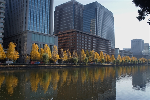 皇居「乾通り」の紅葉