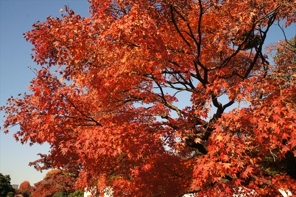皇居「乾通り」の紅葉