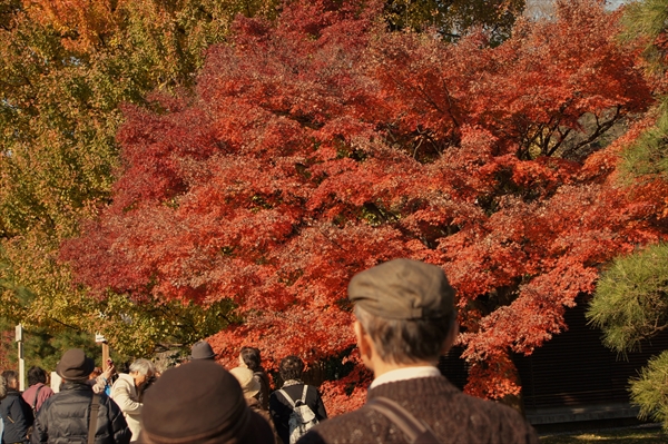皇居「乾通り」の紅葉