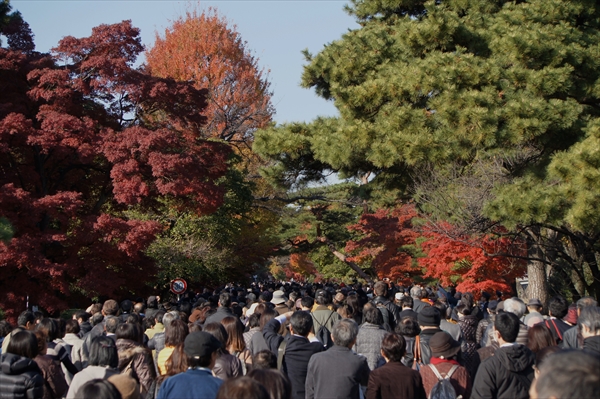 皇居「乾通り」の紅葉