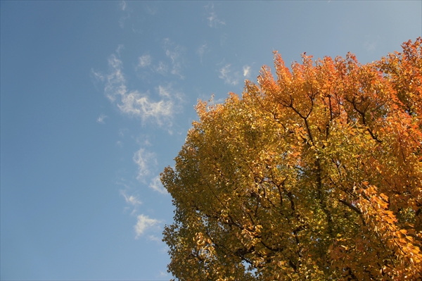 皇居「乾通り」の紅葉