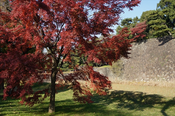 皇居「乾通り」の紅葉