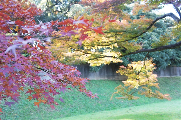 皇居「乾通り」の紅葉