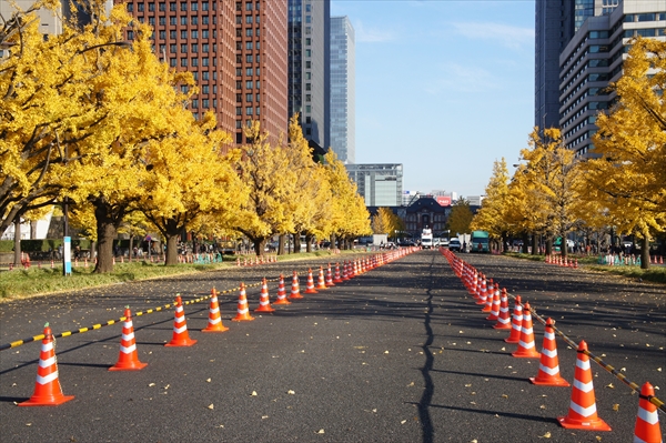 皇居「乾通り」の紅葉