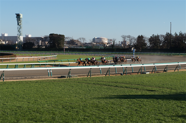 有馬記念の楽しみ方