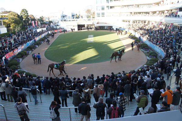 有馬記念の楽しみ方
