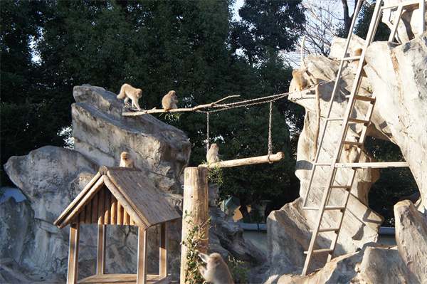 上野動物園、へんてこザルとふしぎモンキー