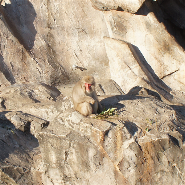 上野動物園、へんてこザルとふしぎモンキー