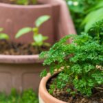 Thumbnail of post image 154