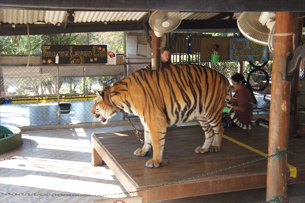タイ旅行：スーパーサファリ