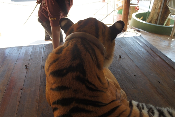 タイ旅行：スーパーサファリ