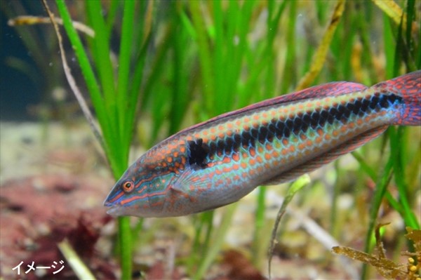 東京おすすめデートプラン～チョコ