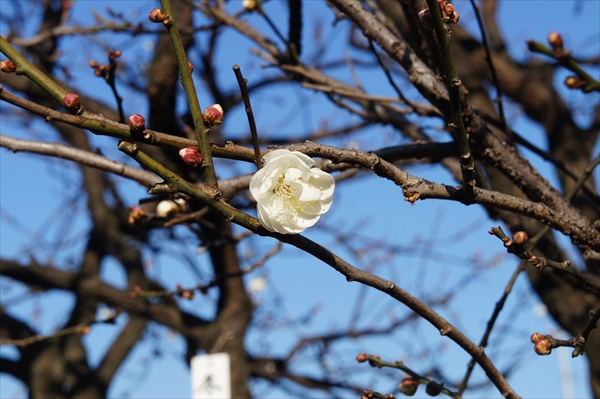 梅の開花情報、観梅スポット、東京・千葉・埼玉・神奈川