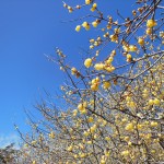 Thumbnail of post image 164