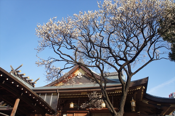 梅の開花情報、観梅スポット、東京・千葉・埼玉・神奈川