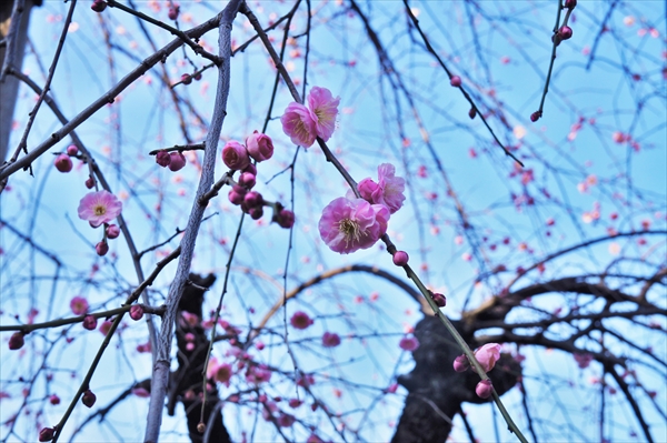 梅の開花情報、観梅スポット、東京・千葉・埼玉・神奈川