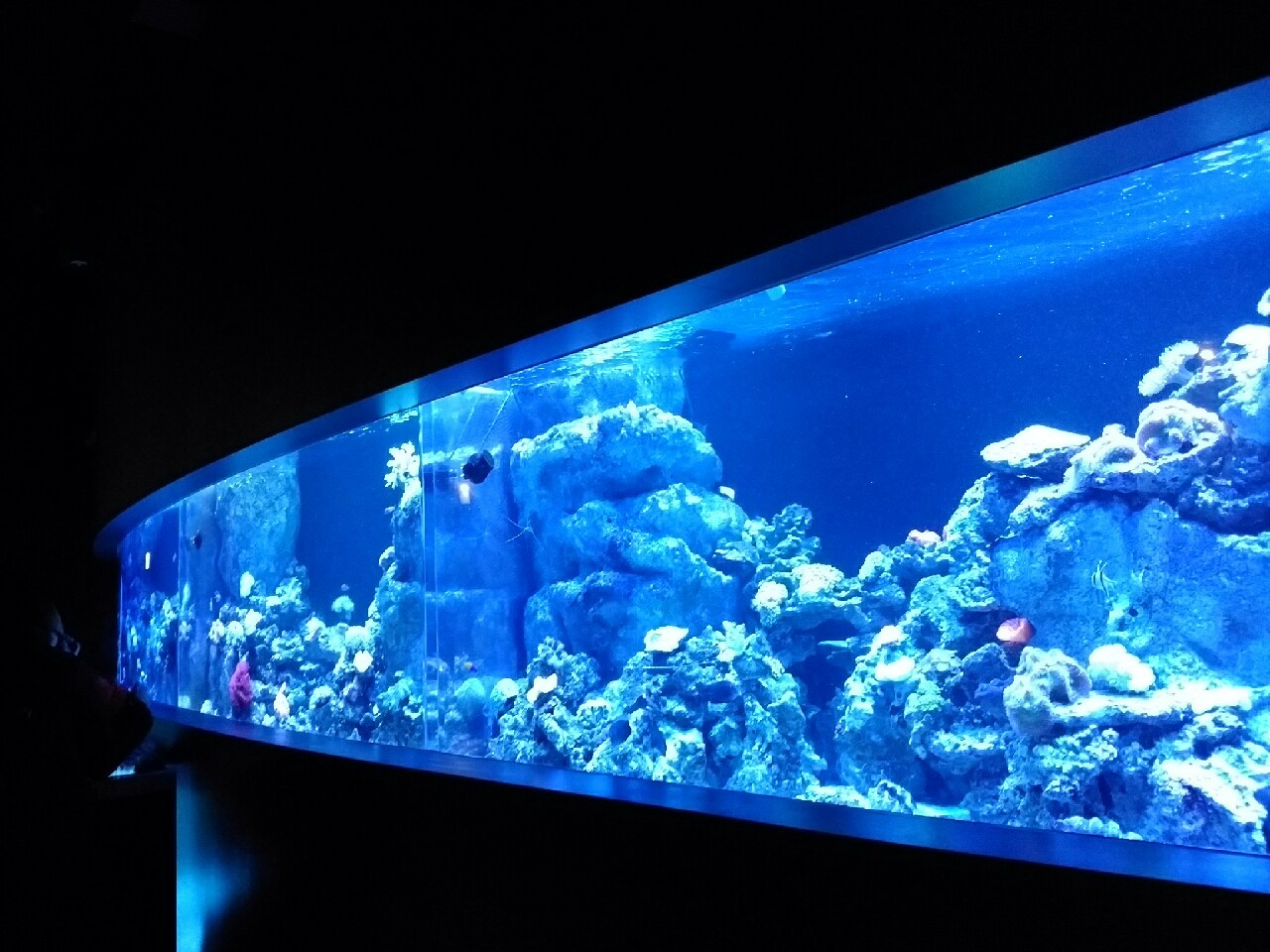 エプソン アクアパーク 品川