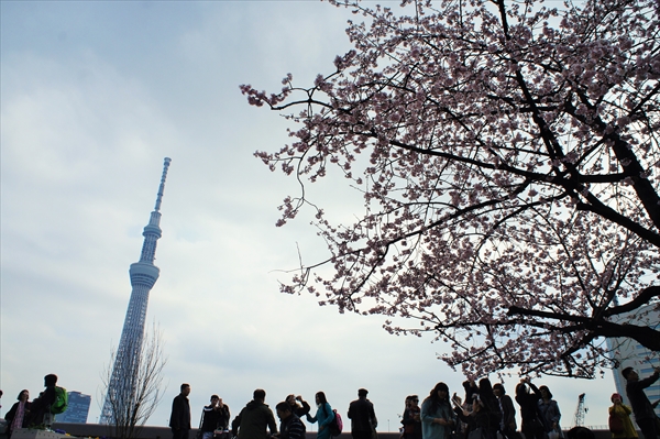 東京の桜の花見：上野 VS 浅草、七番勝負