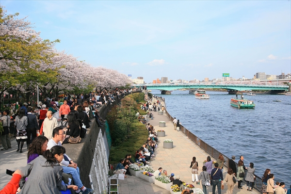 東京の桜の花見：上野 VS 浅草、七番勝負