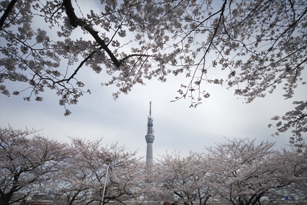 東京の桜の花見：上野 VS 浅草、七番勝負