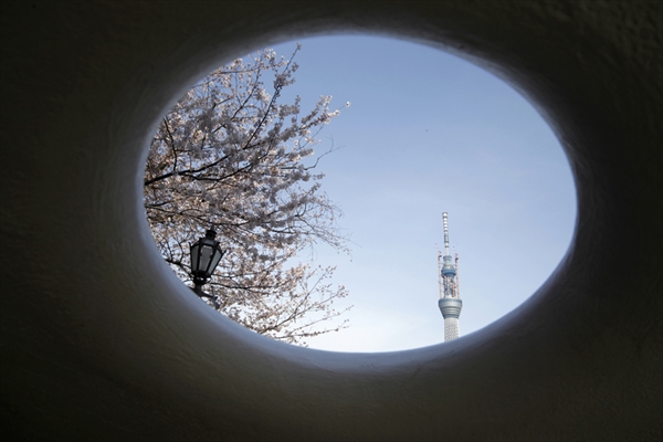 東京の桜の花見：上野 VS 浅草、七番勝負