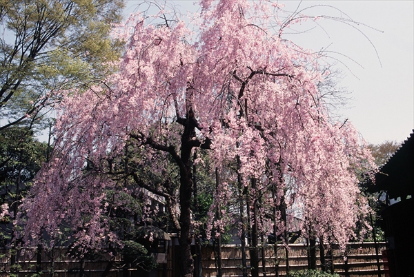 東京の桜の花見：上野 VS 浅草、七番勝負