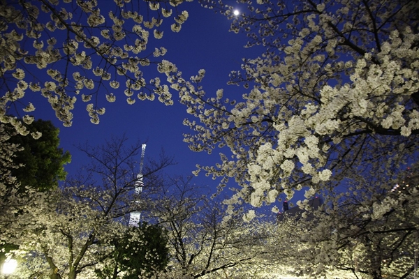 東京の桜の花見：上野 VS 浅草、七番勝負