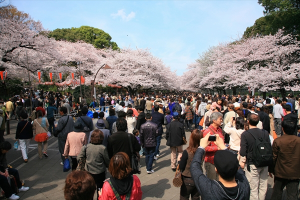 東京の桜の花見：上野 VS 浅草、七番勝負