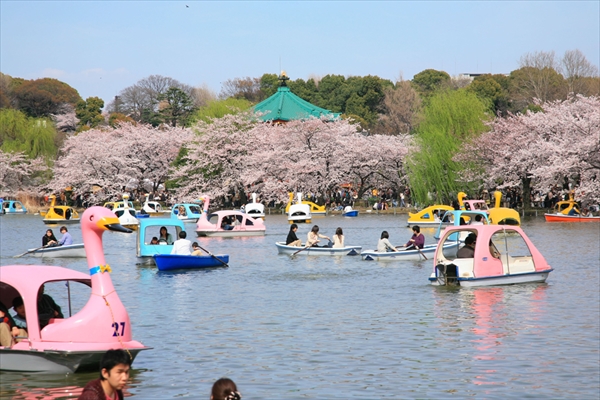東京の桜の花見：上野 VS 浅草、七番勝負
