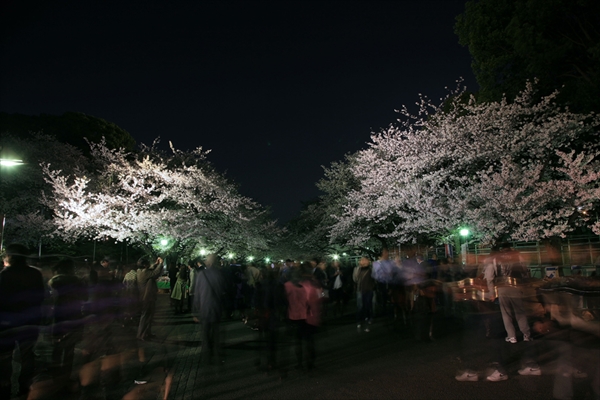 東京の桜の花見：上野 VS 浅草、七番勝負