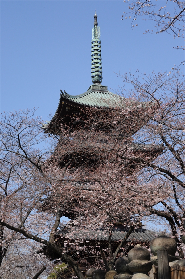 東京の桜の花見：上野 VS 浅草、七番勝負