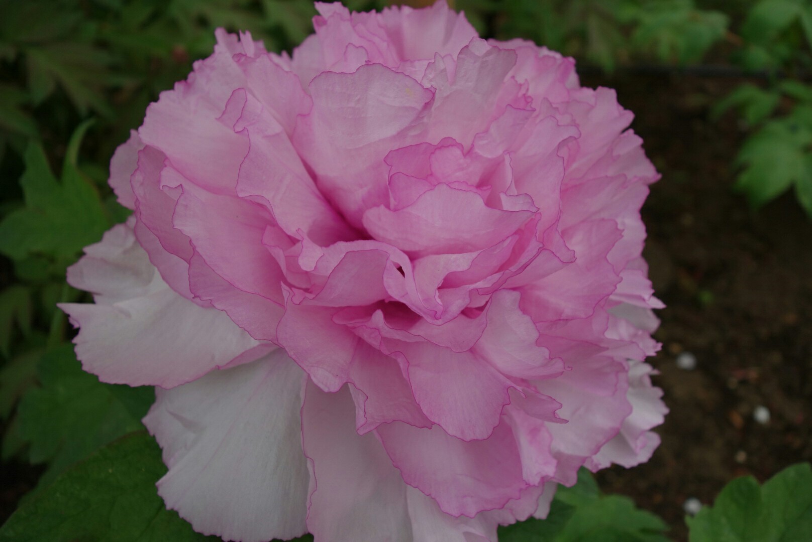 上野東照宮「牡丹園」