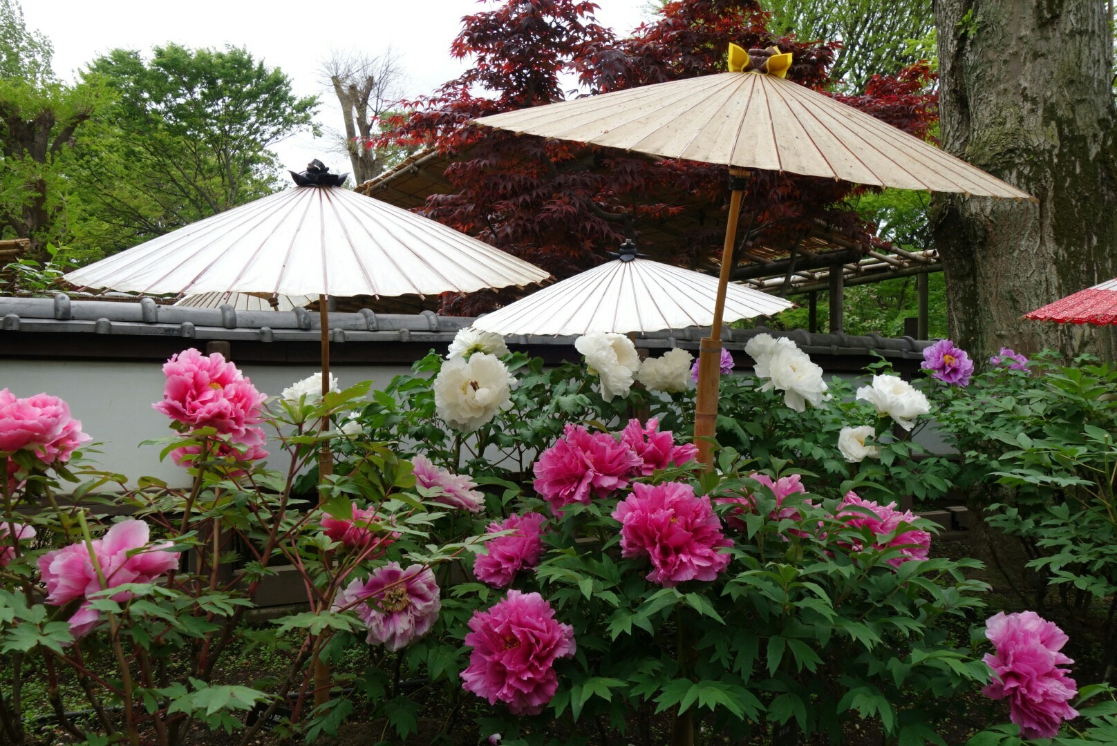 上野東照宮「牡丹園」