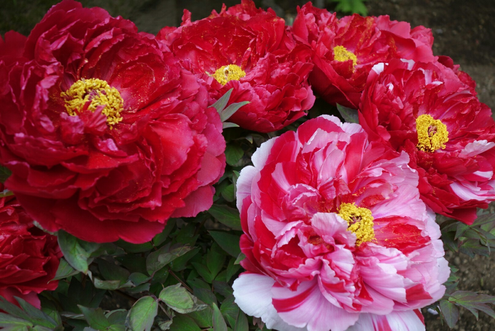 上野東照宮「牡丹園」