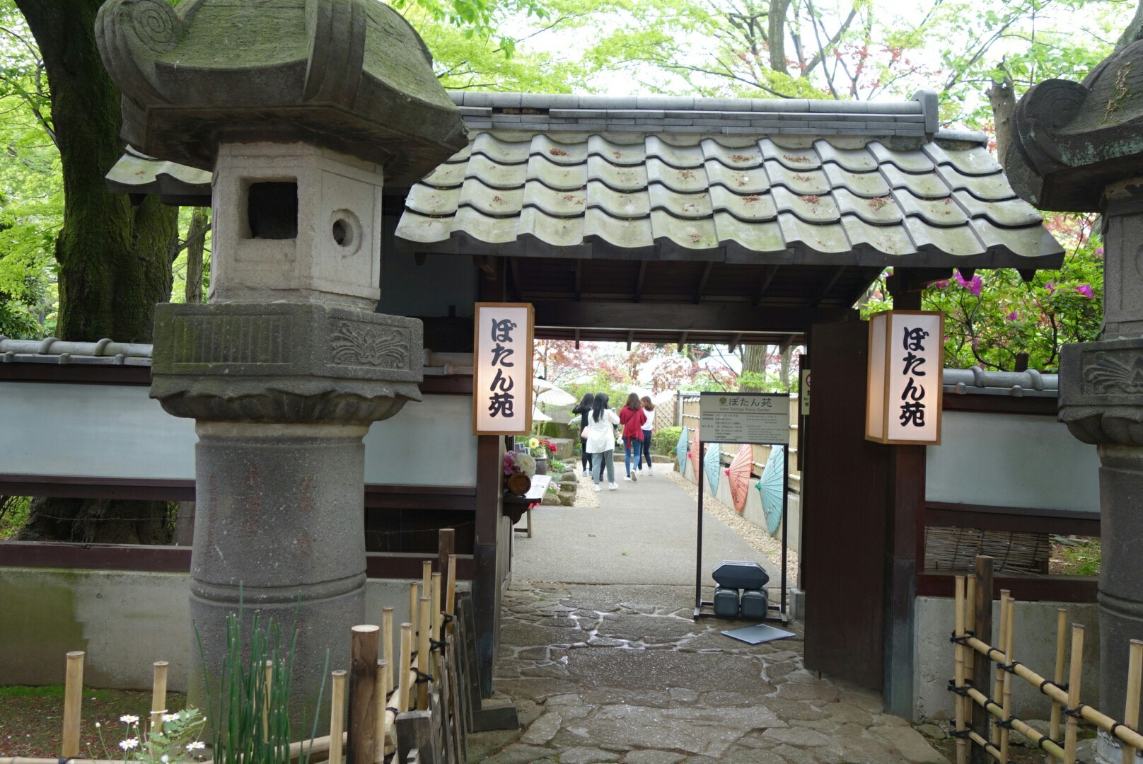 上野東照宮「牡丹園」