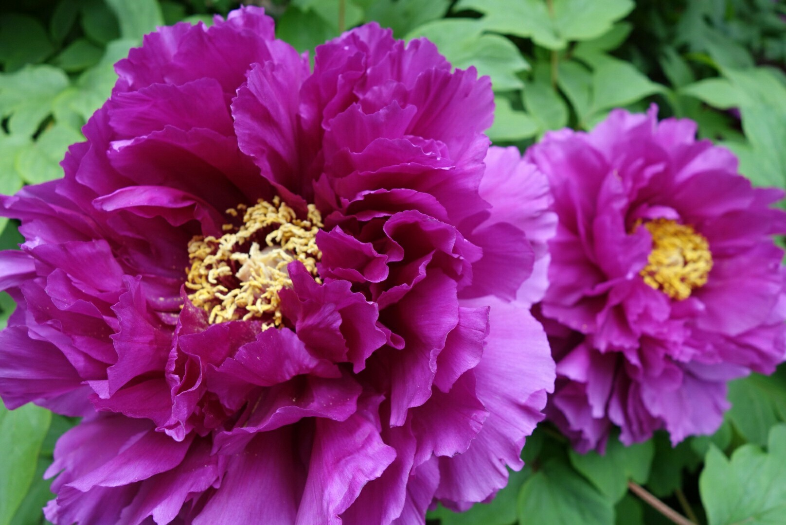 上野東照宮「牡丹園」