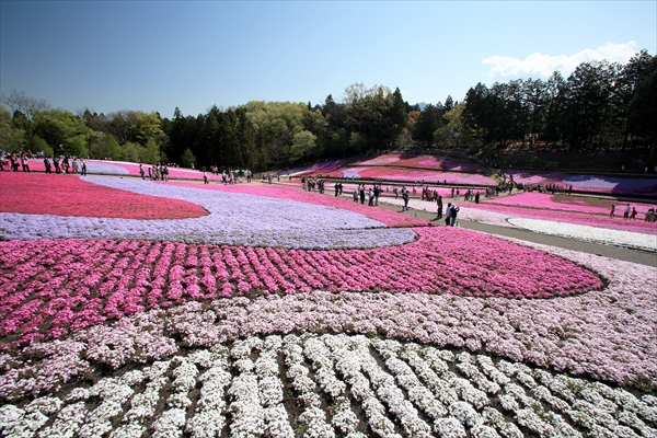 秩父・芝桜まつり