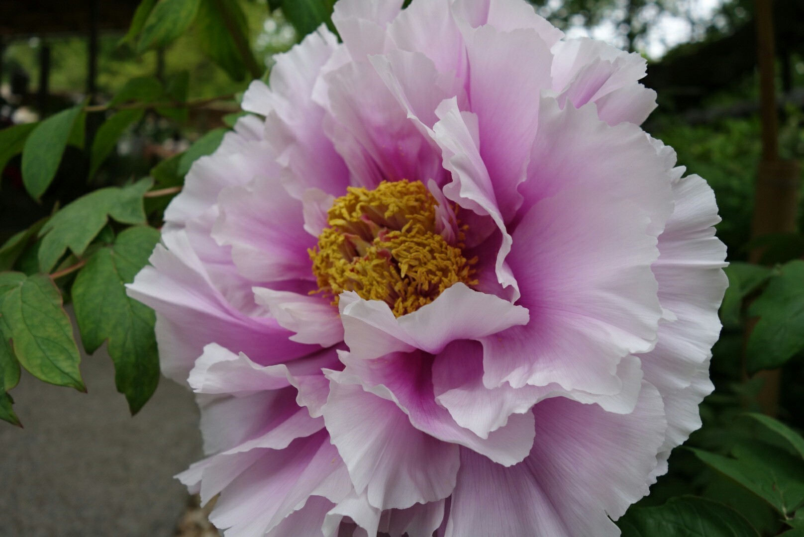 上野東照宮「牡丹園」
