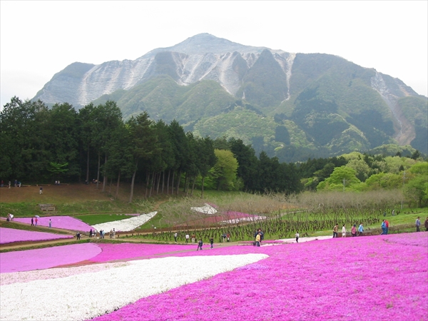 秩父・芝桜まつり：羊山芝桜武甲山