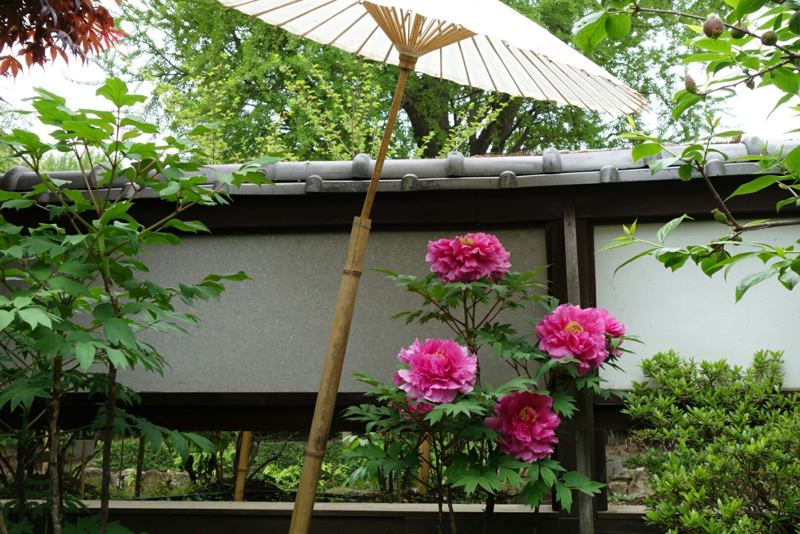 上野東照宮「牡丹園」