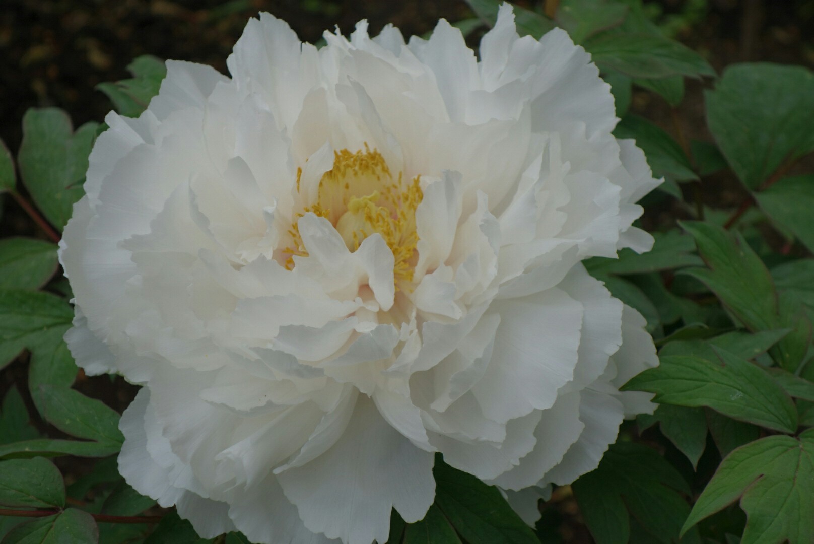 上野東照宮「牡丹園」