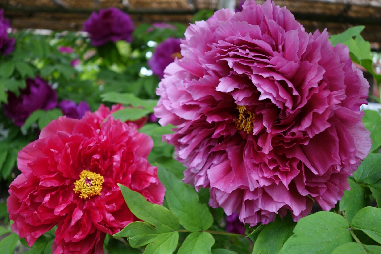 上野東照宮「牡丹園」
