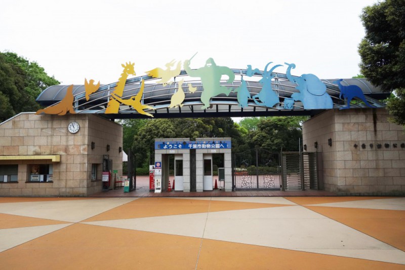 千葉動物公園のライオン、トウヤとアレン