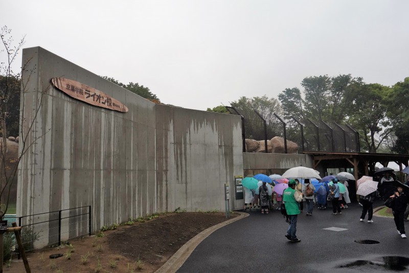 千葉動物公園のライオン、トウヤとアレン