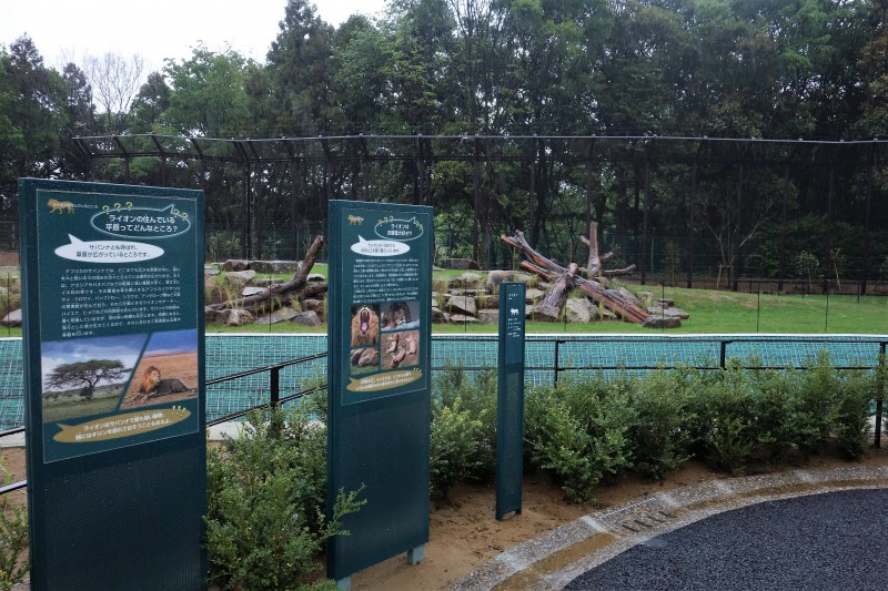 千葉動物公園のライオン、トウヤとアレン