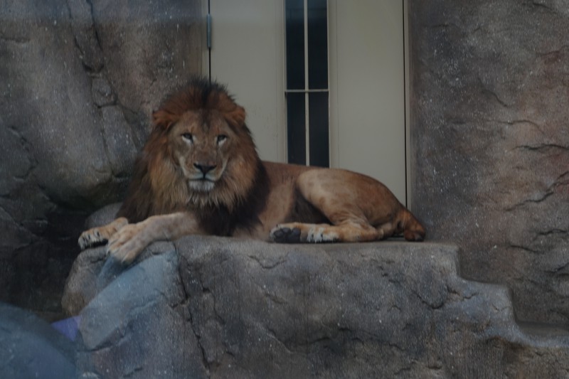 千葉動物公園のライオン、トウヤとアレン