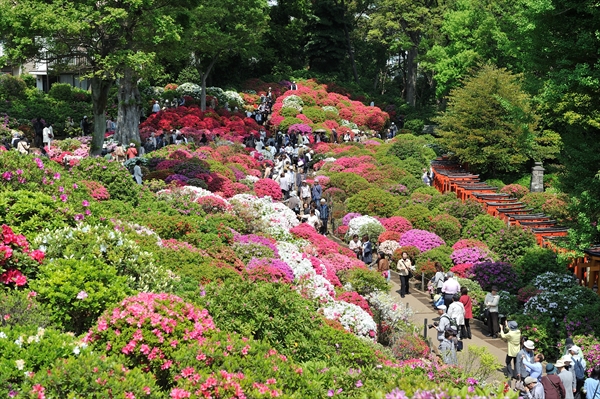 「文京つつじまつり」根津神社つつじ苑