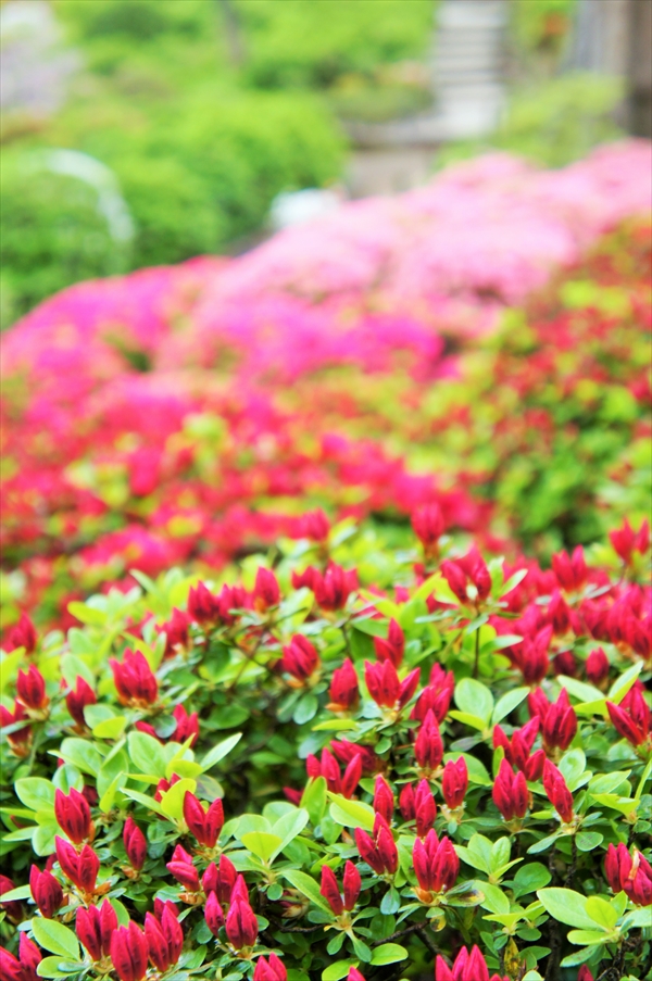 「文京つつじまつり」根津神社つつじ苑
