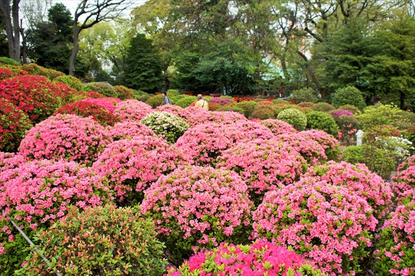 「文京つつじまつり」根津神社つつじ苑